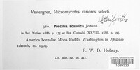 Puccinia scandica image
